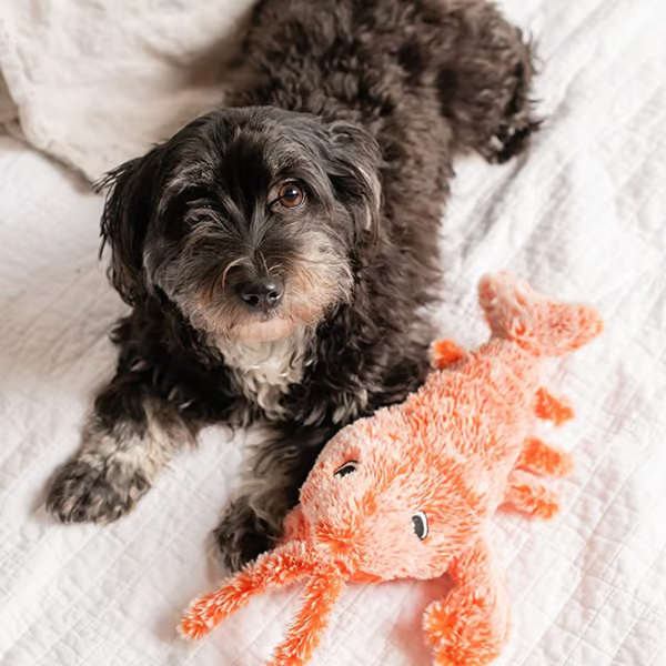 Floppy Lobster Interactive Dog And Cat Toy