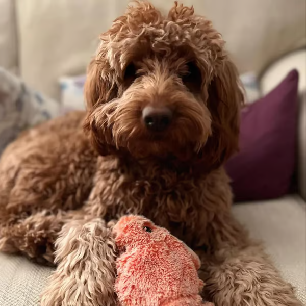 Floppy Lobster Interactive Dog And Cat Toy